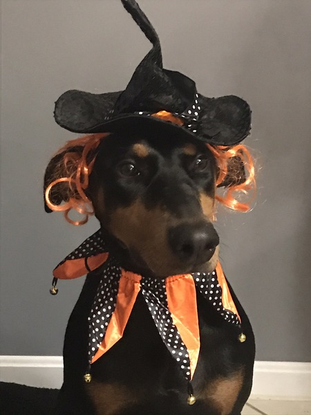 Teddi