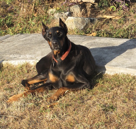 Simon