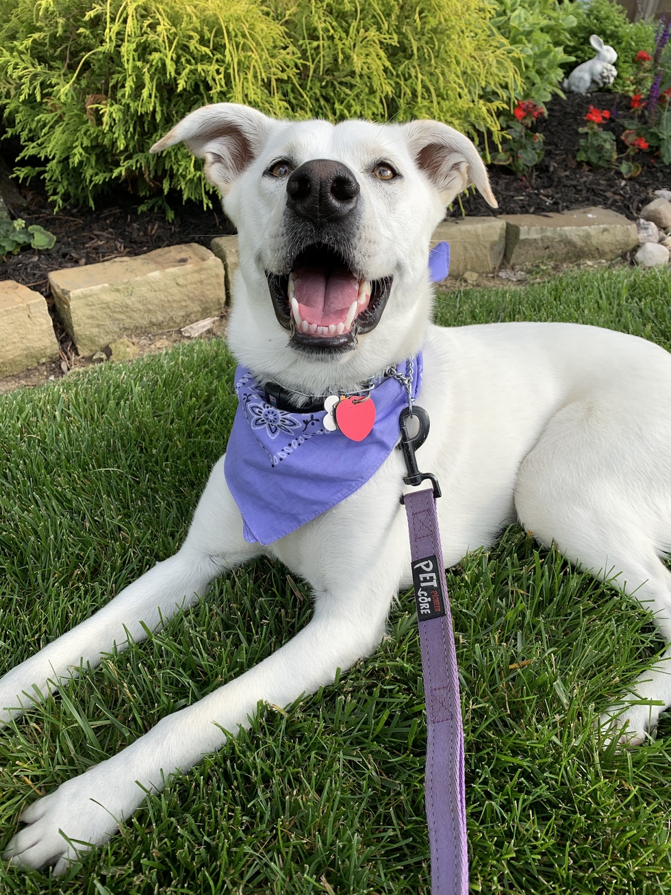 Vote for Holly Great Plains SPCA’s Best in Show Rescue Dog Show & Brunch