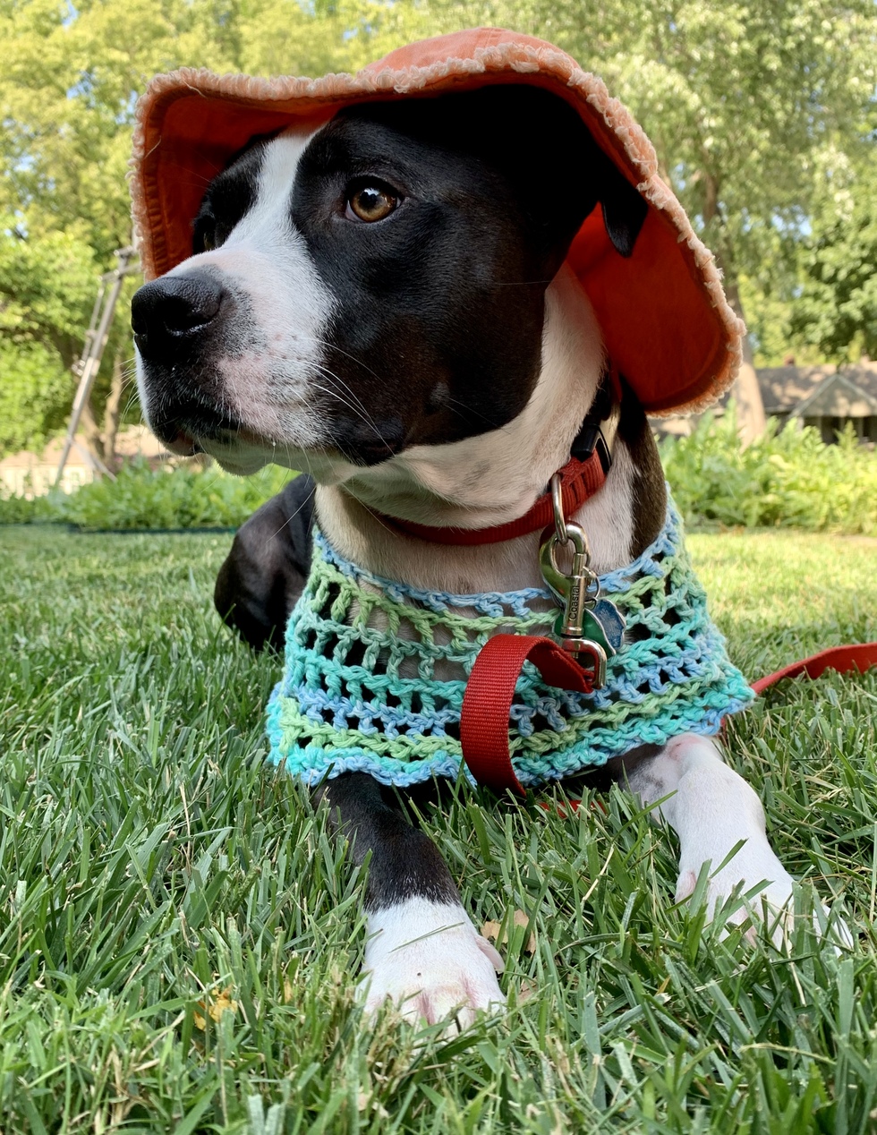 Vote for Piper Louisiana Great Plains SPCA’s Best in Show Rescue Dog