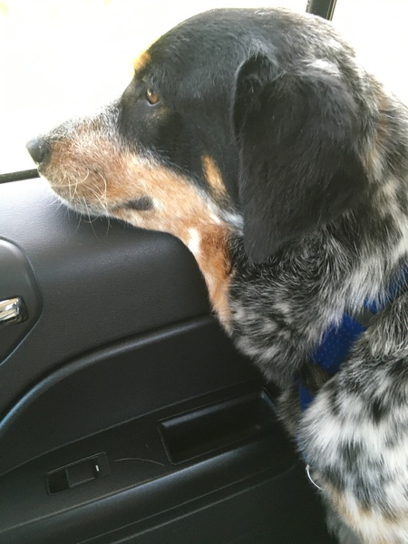 Freedom Ride 