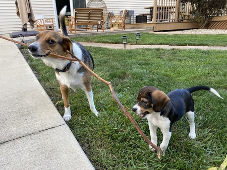 Cookie and Chip