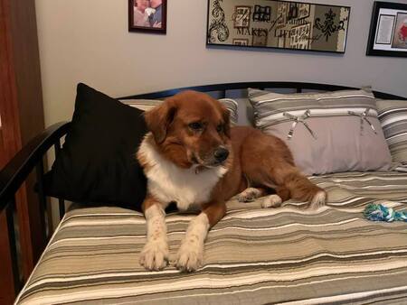 Benji