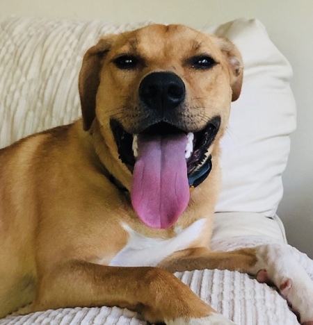 Piper
