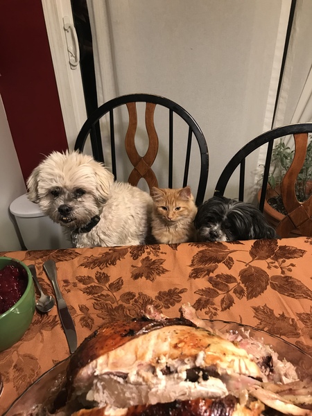 Turk, Peaches, Coco ready for a Thanksgiving Feast