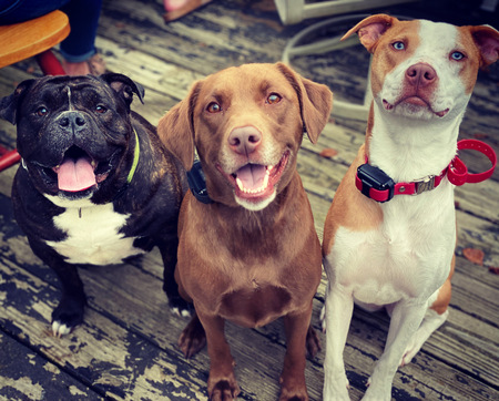 Pumba, Ruthie, Arley