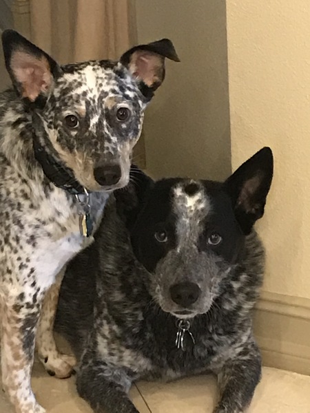Chase and Blaze