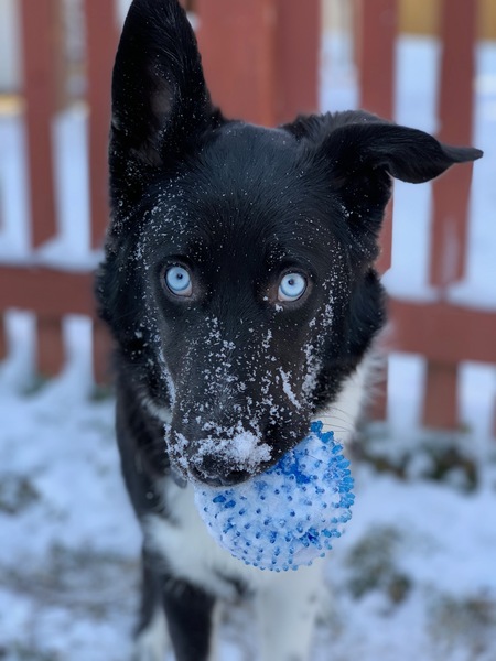 Blackjack (Augustus)