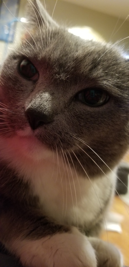 Puffy