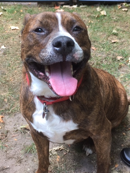 Taz