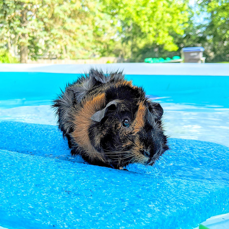 Kit Kat