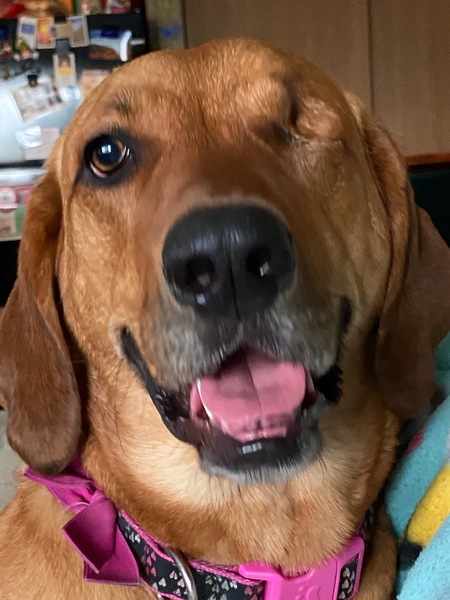 Layla
