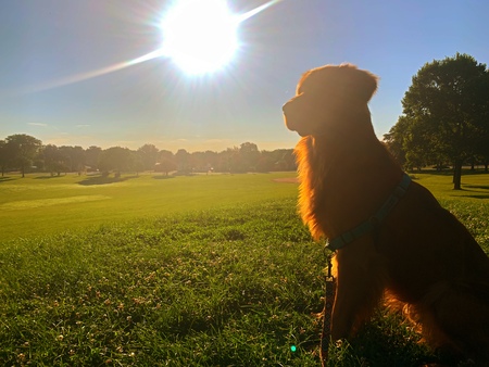 Sunny