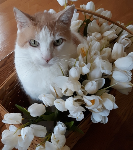 Oliver