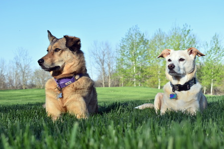 Olive & Harper