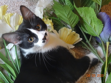 Carlos