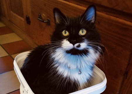 Mitsy