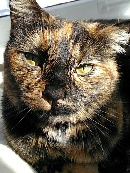 Sophie