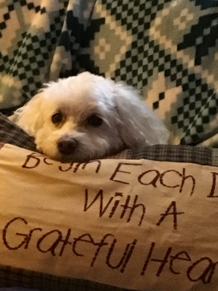 Auggie