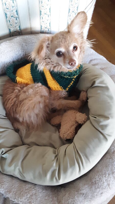 Bear