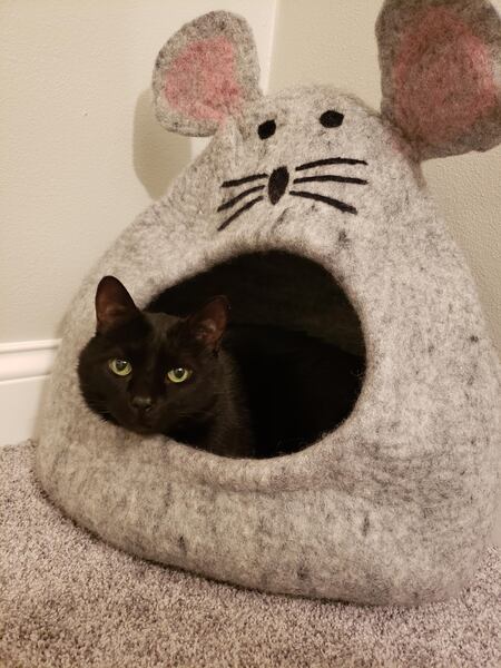 Kittywampus