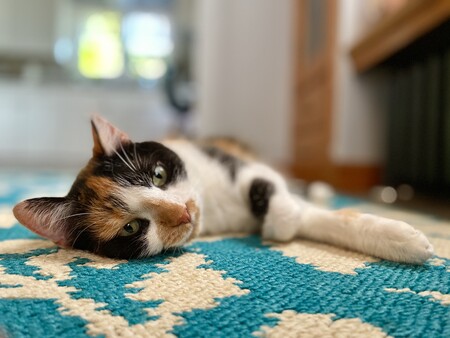 Penelope