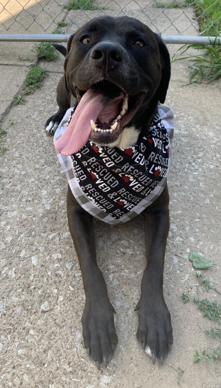 Ace