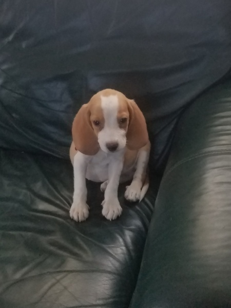Bennie