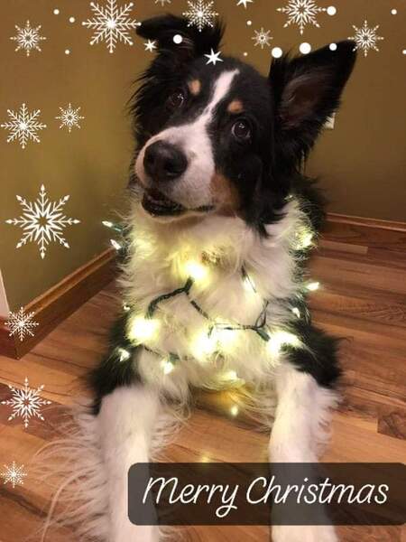 Koda
