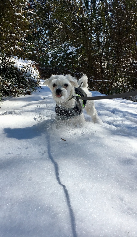 Ollie 