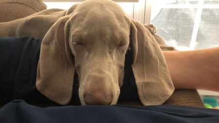 Piper