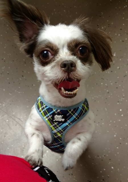 Gizmo James Snaggletooth