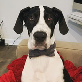 Entry image for Apollo