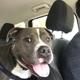 Entry image for Beowoof