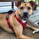 Entry image for Beau