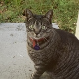 Entry image for Shadow 