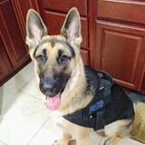 Entry image for Fenrir