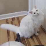 Entry image for Snowball