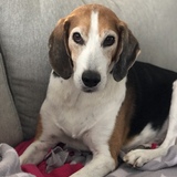 Entry image for Boomer