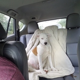 Entry image for Finnigan (aka Finn)