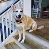 Entry image for Timber