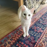 Entry image for Ghost