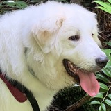 Entry image for Bocephus 