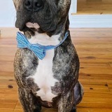 Entry image for Beaux 