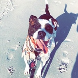 Entry image for Gypsy 