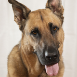 Entry image for Sadie