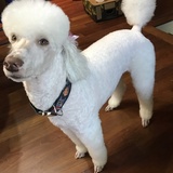 Entry image for Zana