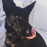 Entry image for Diesel