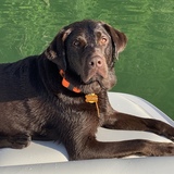 Entry image for Fletcher