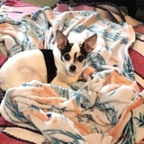 Entry image for Frida